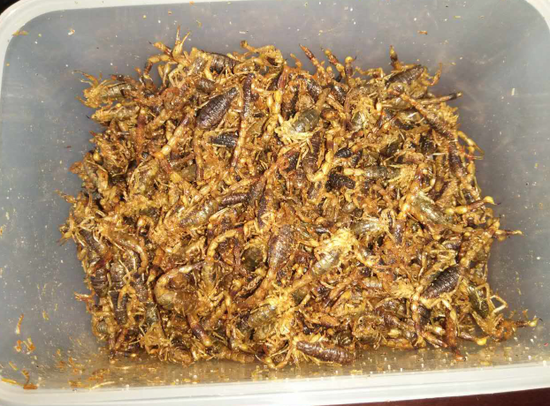 河南药材市场蝎子价格现在怎么样？-图2