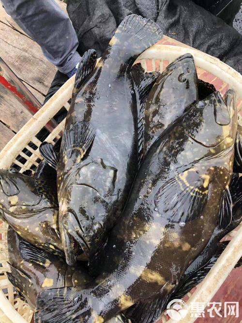 珍珠龙胆养殖技术要点有哪些？-图3