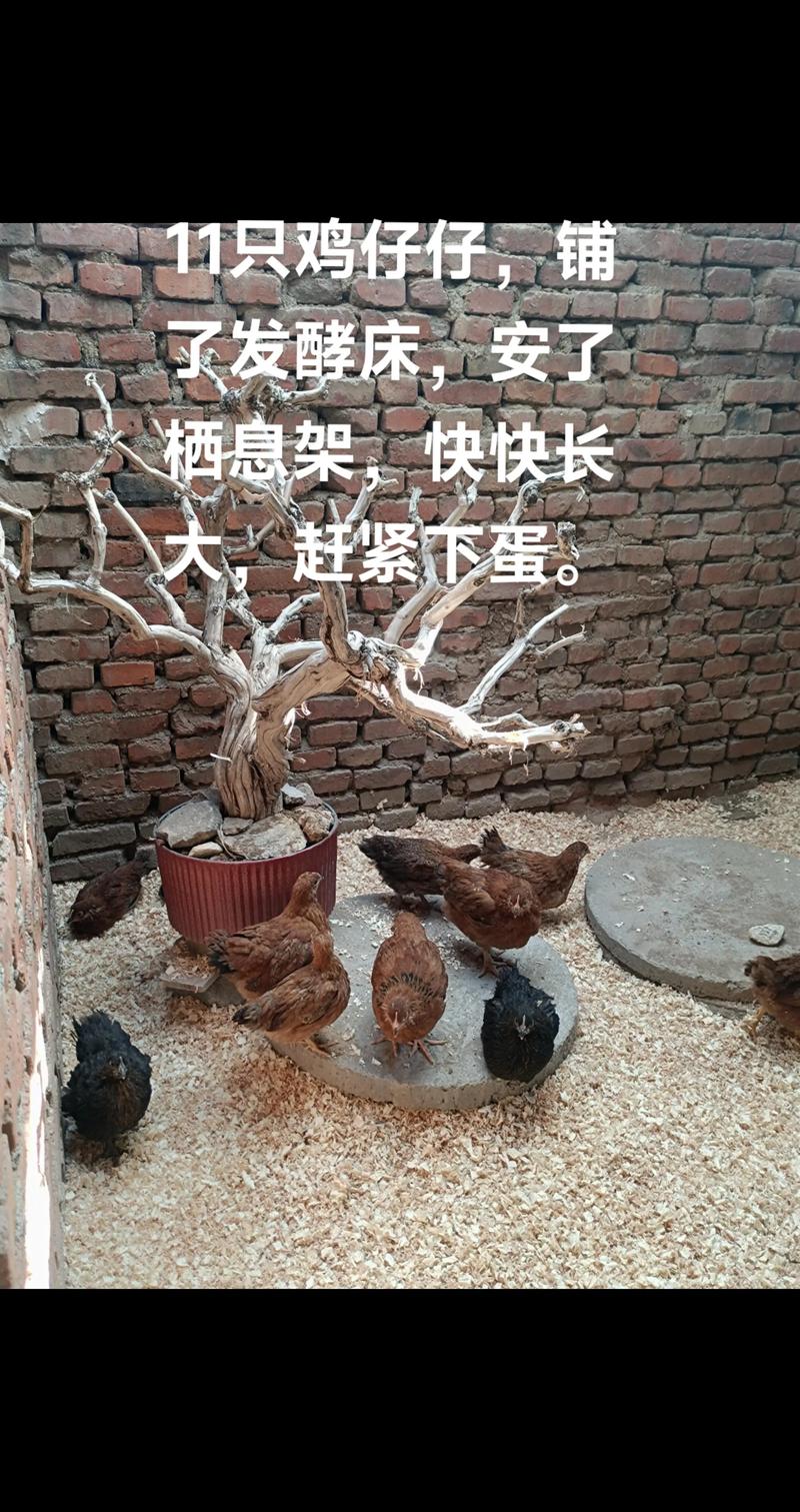 益生菌养鸡床怎么制作？-图2