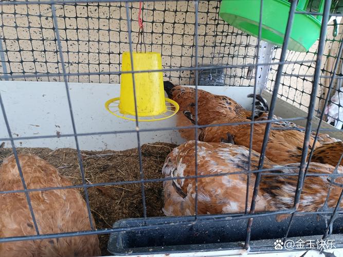 益生菌养鸡床怎么制作？-图3