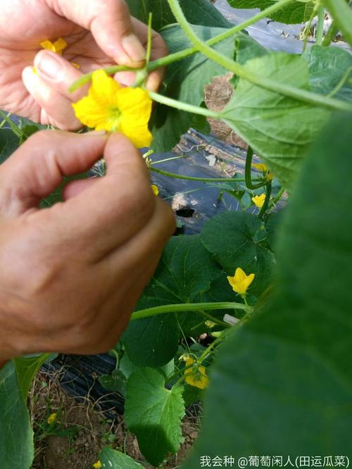香瓜种植授粉技术视频-图1