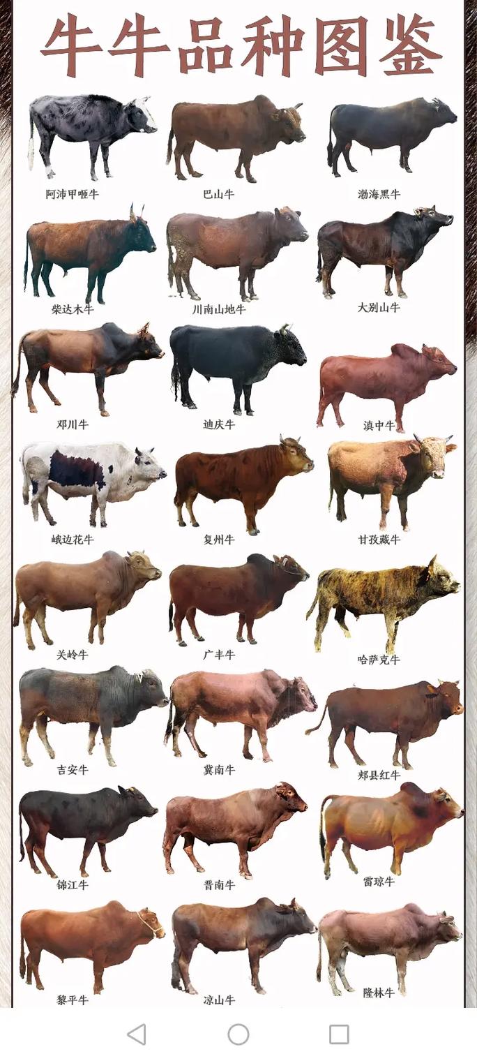 我国引入哪些肉牛品种?-图2 我国引入哪些肉牛品种?-图2