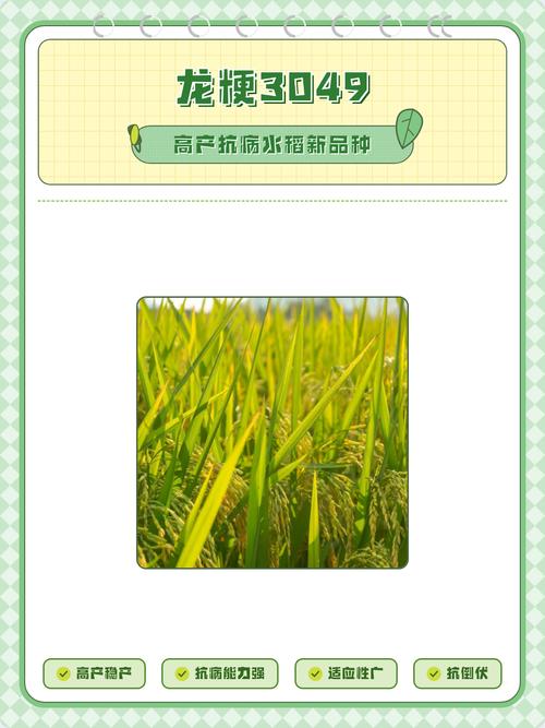 龙粳56水稻品种有何特性与优势？-图1