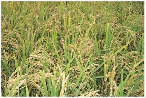 龙粳56水稻品种有何特性与优势？-图2