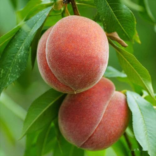 秋季常见桃子品种有哪些?-图2 秋季常见桃子品种有哪些?-图2