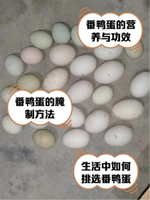 什么鸭子品种产蛋量高?-图2 什么鸭子品种产蛋量高?-图2