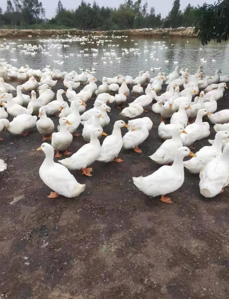 什么鸭子品种产蛋量高?-图3 什么鸭子品种产蛋量高?-图3