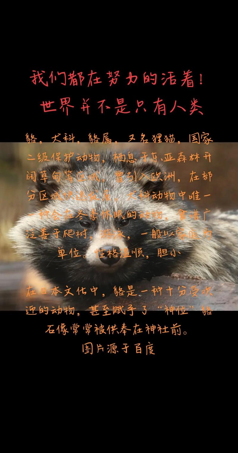 貉子配种前怎么饲养才好?-图1 貉子配种前怎么饲养才好?-图1