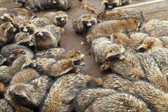 貉子配种前怎么饲养才好?-图2 貉子配种前怎么饲养才好?-图2