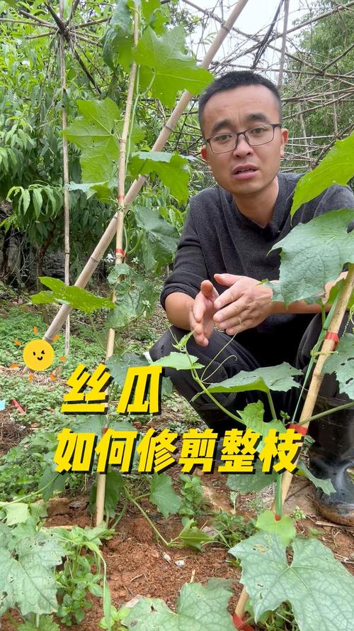 丝瓜修剪要掌握哪些技术要点？-图1