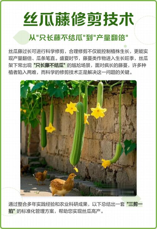 丝瓜修剪要掌握哪些技术要点？-图2
