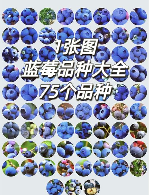 适合东北种的蓝莓品种-图1