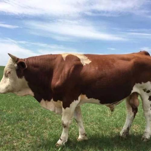 什么品种肉牛种公牛最好？-图1