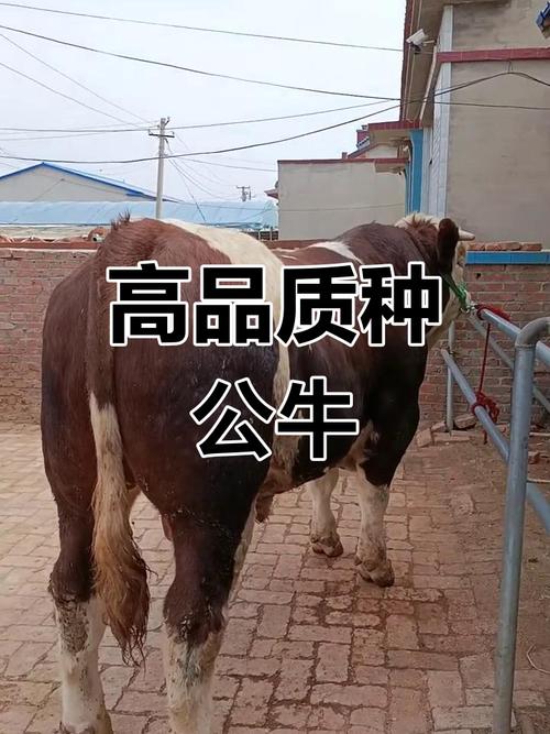 什么品种肉牛种公牛最好？-图2