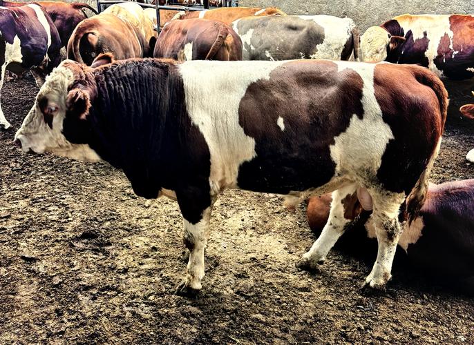 进口牛品种有哪些？-图1