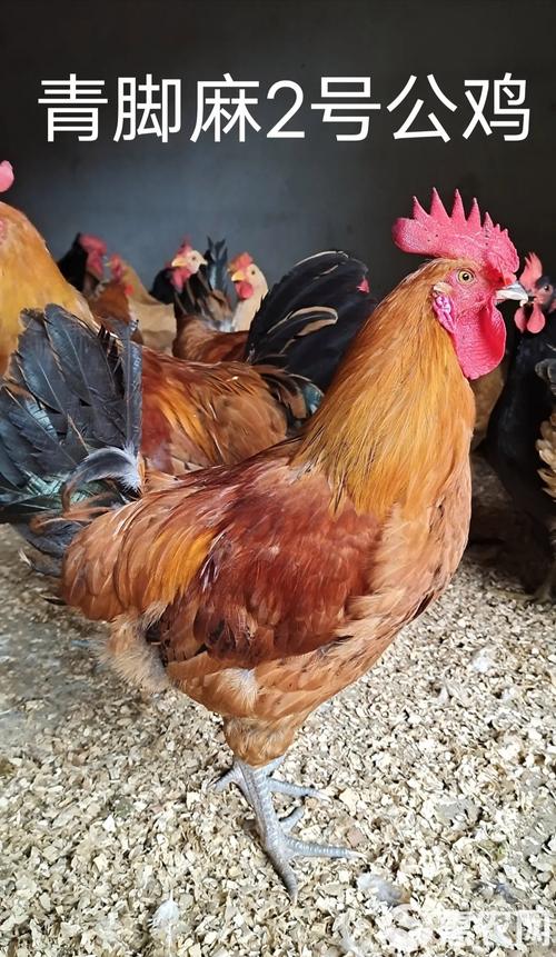 土鸡品种那么多，到底哪种最好吃？-图1