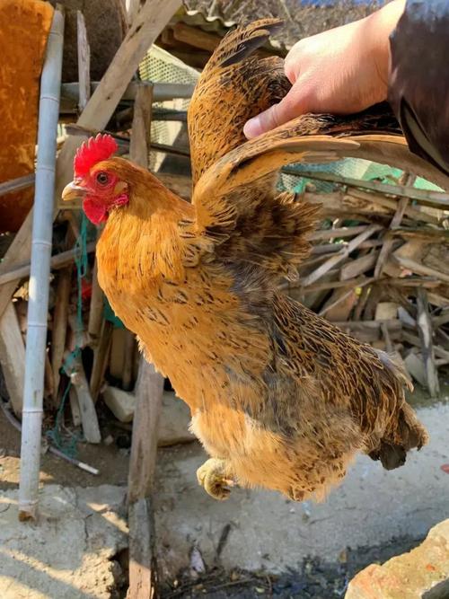 土鸡品种那么多，到底哪种最好吃？-图2