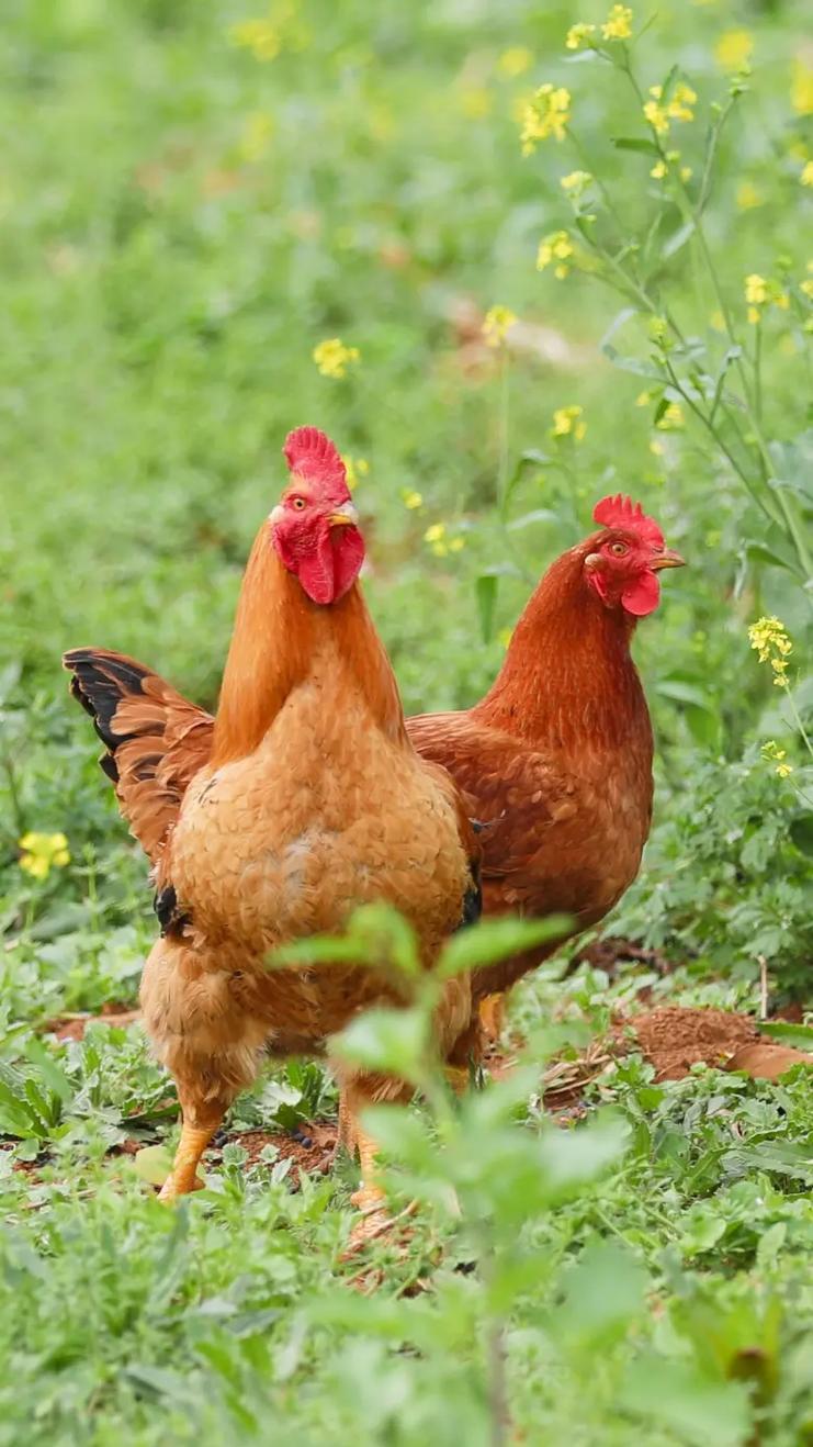 土鸡品种那么多，到底哪种最好吃？-图3