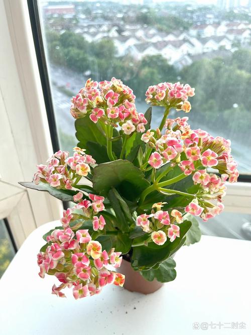 单瓣长寿花品种怎么快速鉴别？-图1