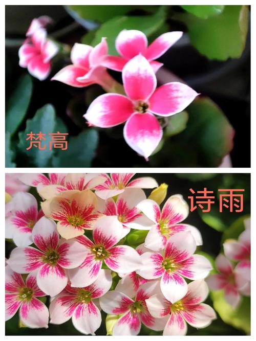 单瓣长寿花品种怎么快速鉴别？-图2