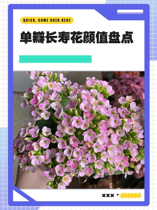 单瓣长寿花品种怎么快速鉴别？-图3