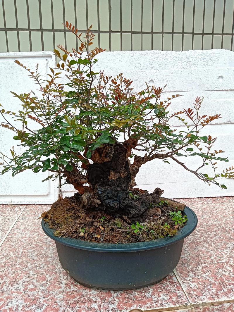 清香木品种有哪些？附图片对比吗？-图1