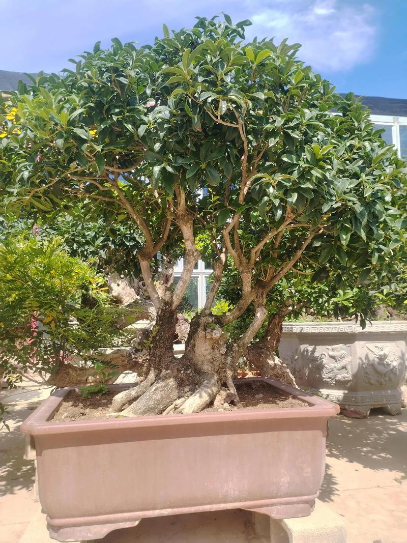 哪种桂花品种适合矮化种植？-图2