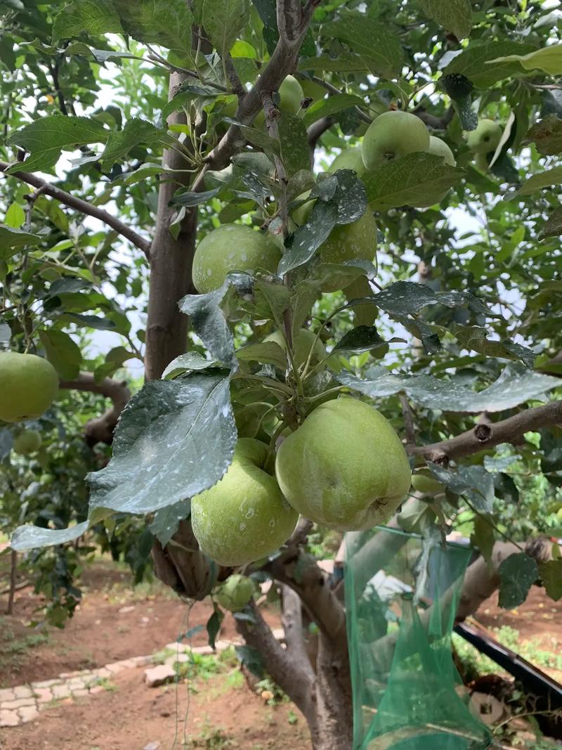 常见的绿色苹果品种有哪些?-图2 常见的绿色苹果品种有哪些?-图2