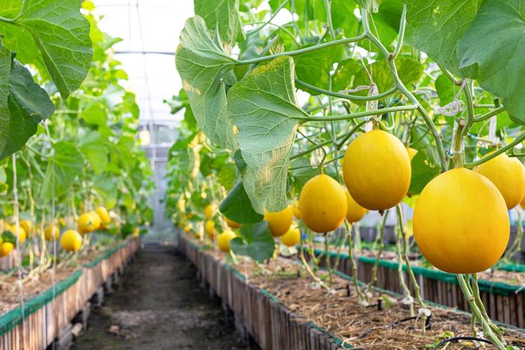 南方阳台香瓜怎么种？高产技巧有哪些？-图2