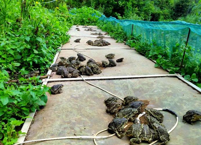 养殖青蛙前景如何？技术视频能学到什么？-图2