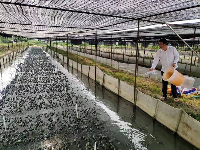 养殖青蛙前景如何?技术视频能学到什么?-图1 养殖青蛙前景如何?技术视频能学到什么?-图1