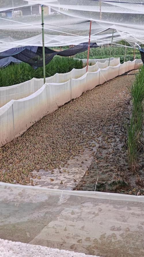 养殖青蛙前景如何?技术视频能学到什么?-图3 养殖青蛙前景如何?技术视频能学到什么?-图3