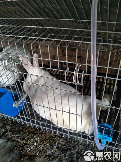 潍坊獭兔价格最新行情如何？-图2