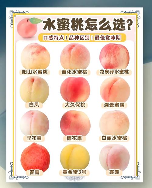 水蜜桃品种到底有多少种?-图1 水蜜桃品种到底有多少种?-图1