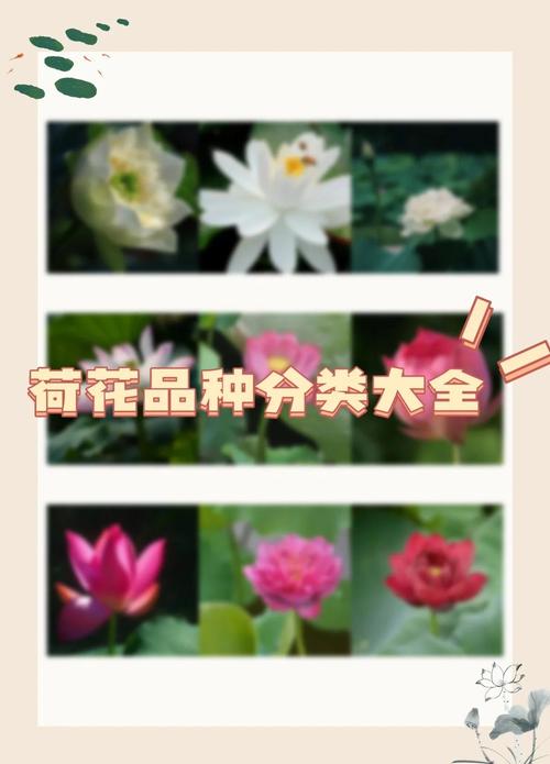 荷花有哪些常见品种?-图1 荷花有哪些常见品种?-图1