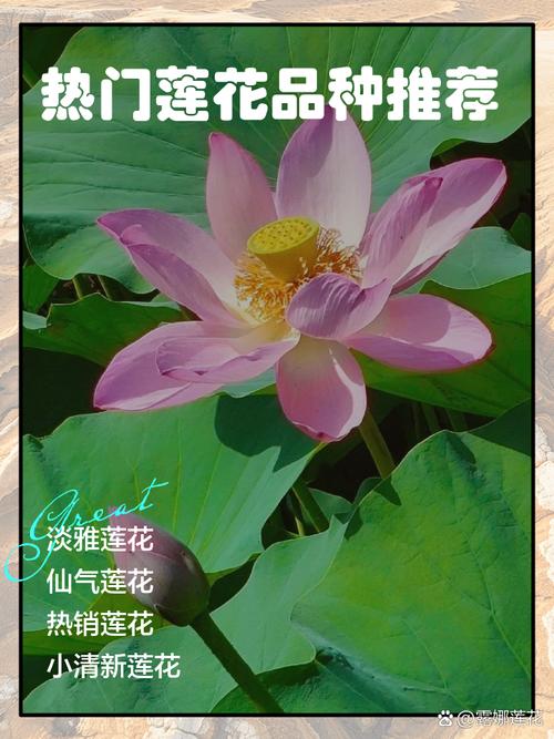 荷花有哪些常见品种?-图2 荷花有哪些常见品种?-图2