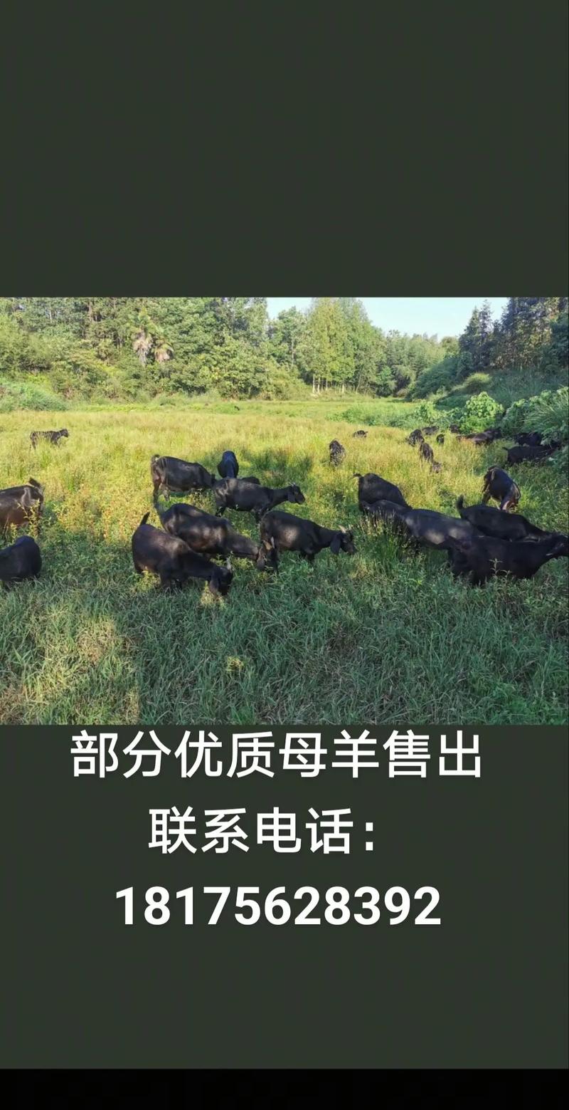 2025年大母羊价格会涨还是跌？-图2