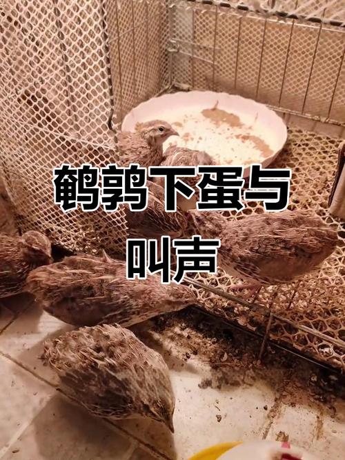 鹌鹑什么品种下蛋最多？-图1