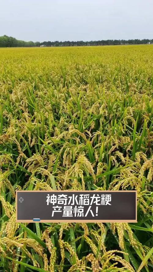 龙粳51水稻品种有何特性？-图1