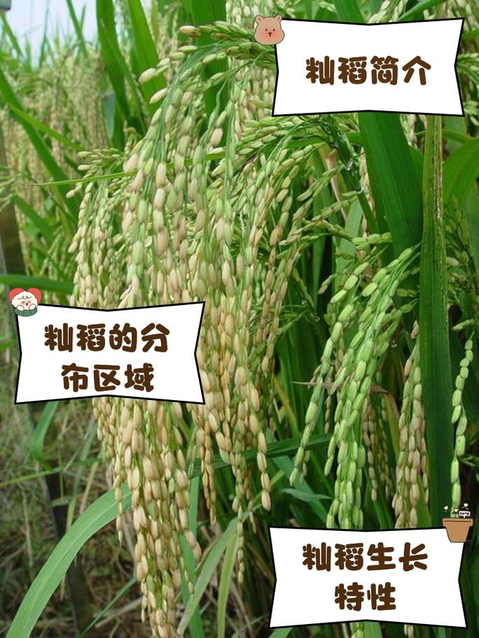 龙粳51水稻品种有何特性？-图2