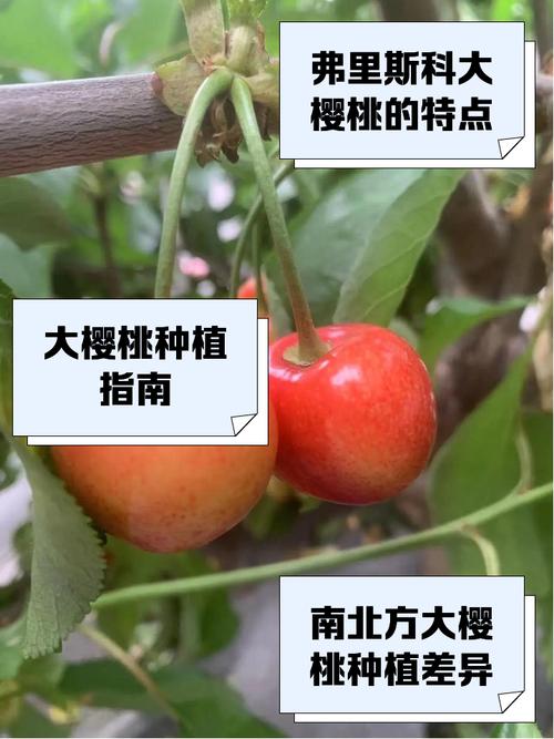 超级大樱桃是什么品种-图1 超级大樱桃是什么品种-图1