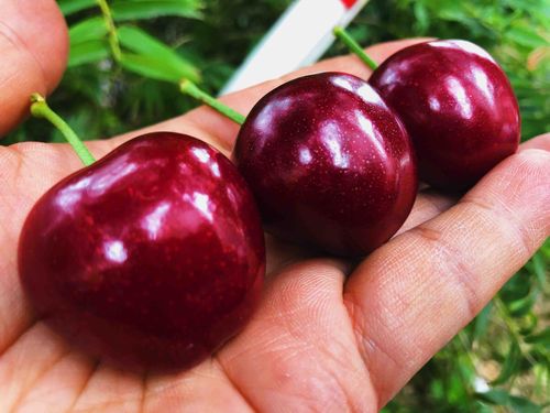 超级大樱桃是什么品种-图3 超级大樱桃是什么品种-图3