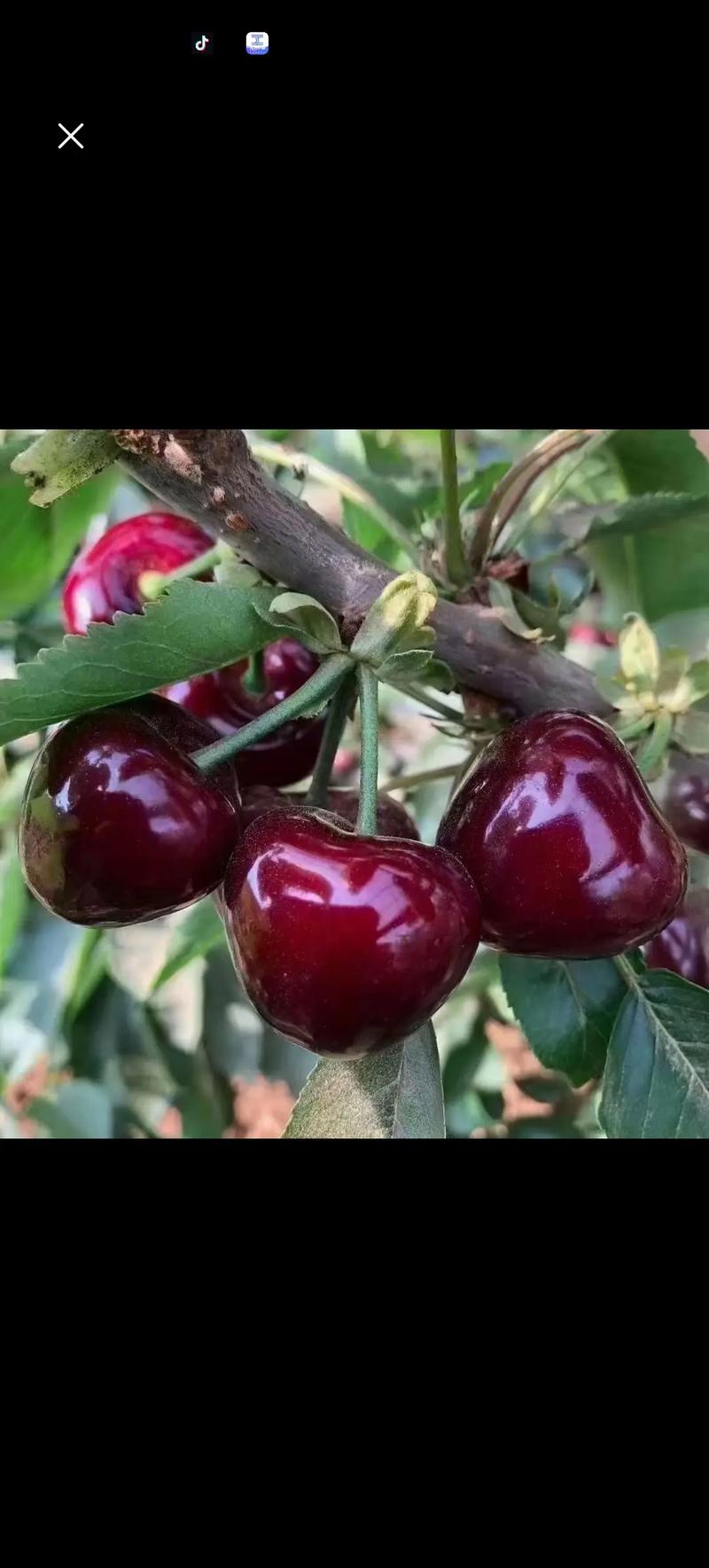 超级大樱桃是什么品种-图2 超级大樱桃是什么品种-图2