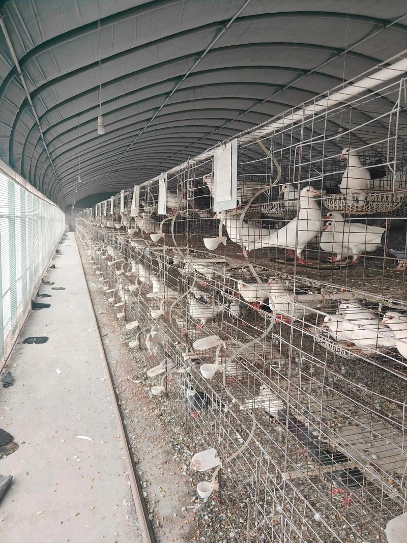 鸽子养殖管理技术有哪些关键要点？-图2