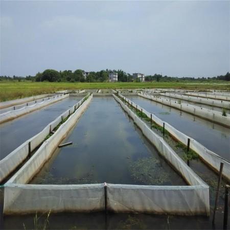 东北水蛭网箱养殖技术有哪些要点？-图2