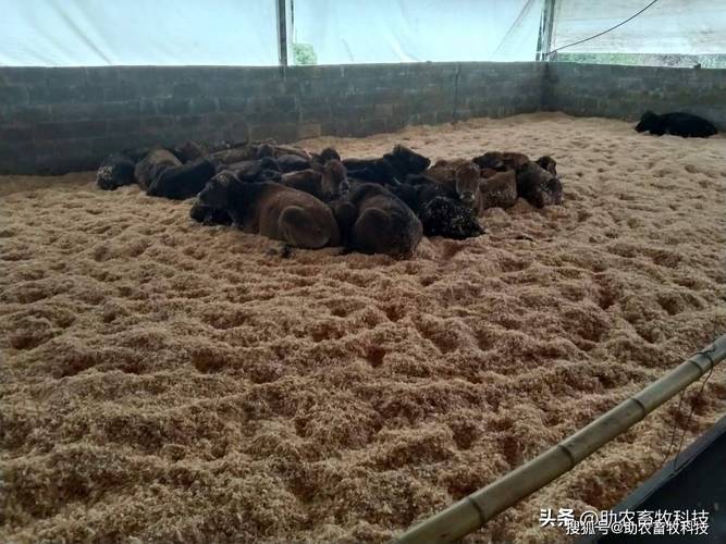 发酵床养牛技术要求有哪些关键点？-图1