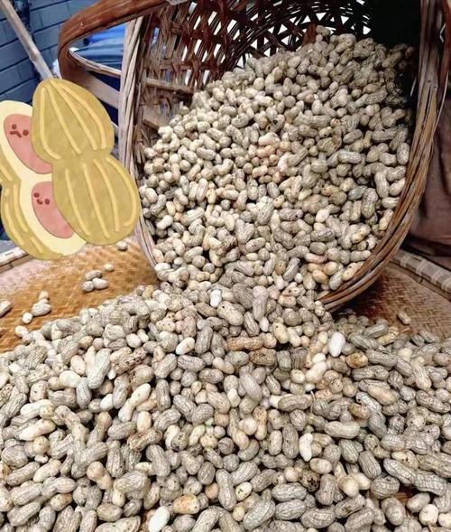 2025年花生角价格会涨还是跌？-图1