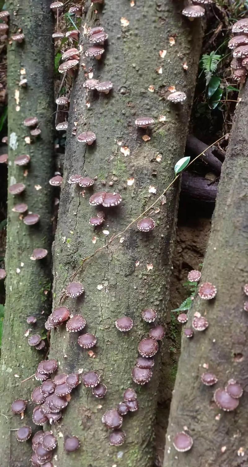 香菇种植视频,如何在家用树木种出香菇?-图1 香菇种植视频,如何在家用树木种出香菇?-图1