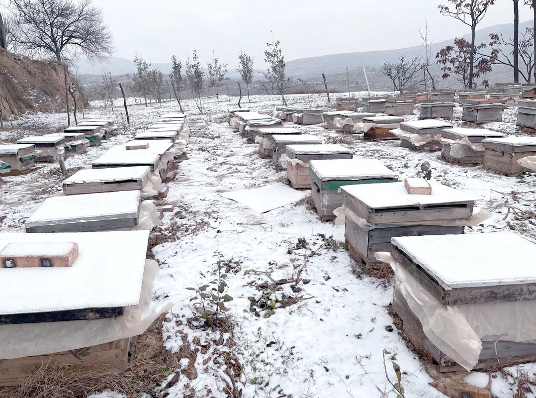 蜜蜂越冬管理，核心要点有哪些？-图2