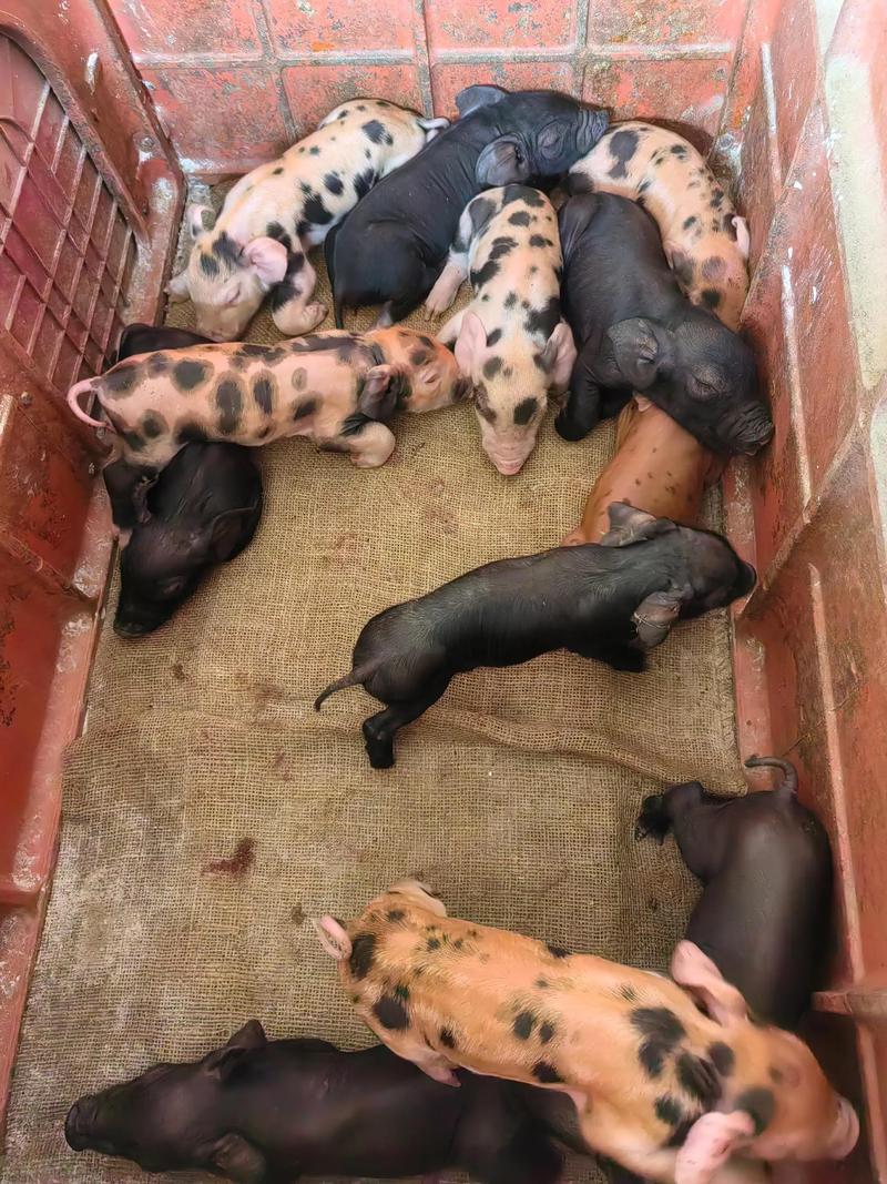 母猪品种产仔数怎么选？-图1